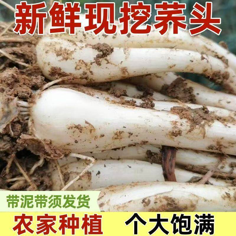 老品种藠头种子大个荞头江西茭头农家自种新鲜蔬菜现挖无叶教头