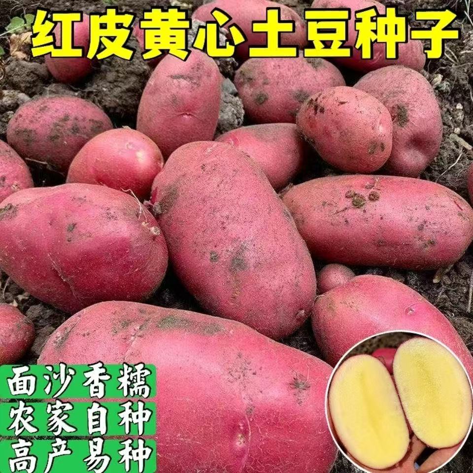 不带芽种植高产恩施高山小土豆种洋芋老品种土豆种子黄心