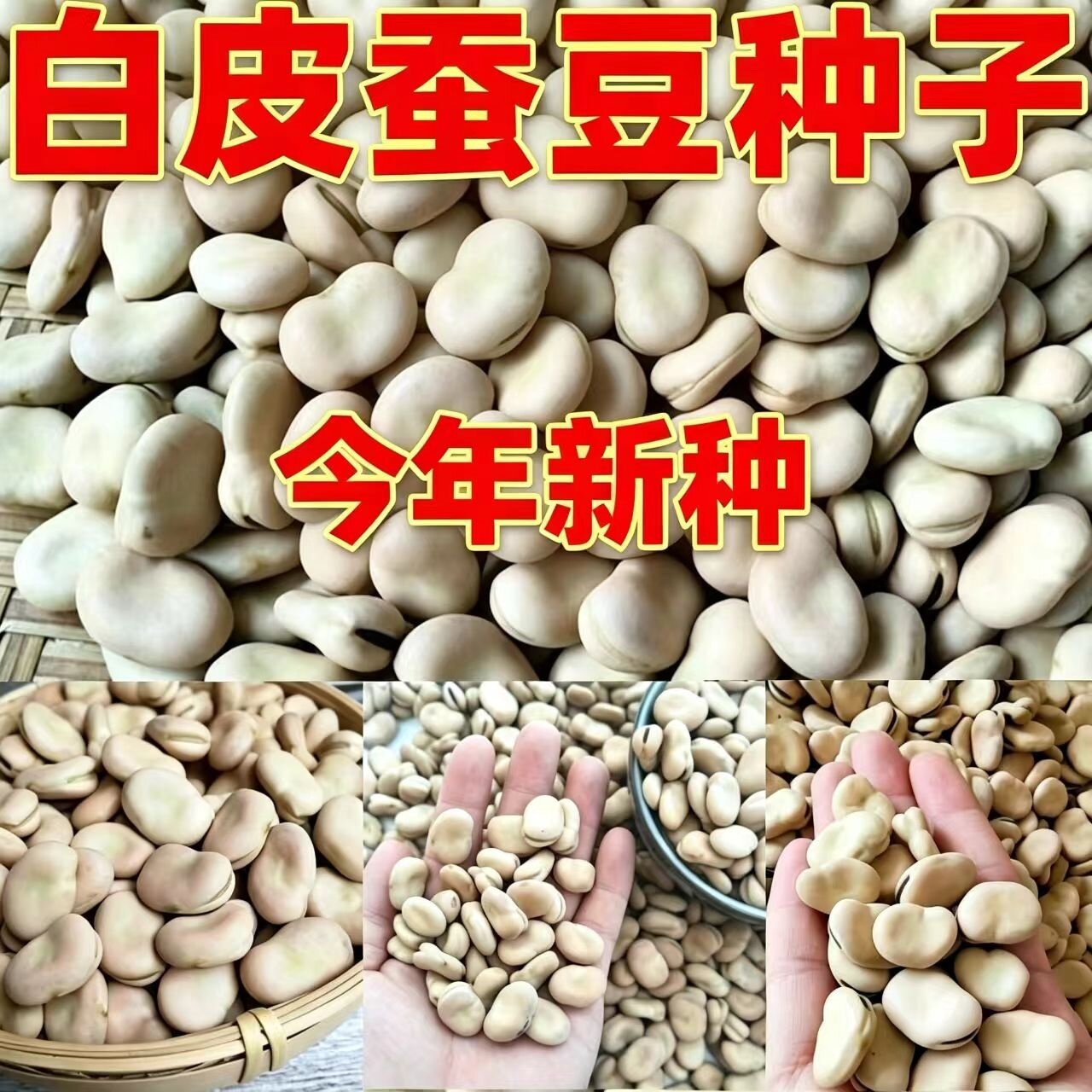 白皮蚕豆种子甜糯高产耐寒罗汉豆大荚大粒胡豆种籽秋冬季蔬菜鲜种