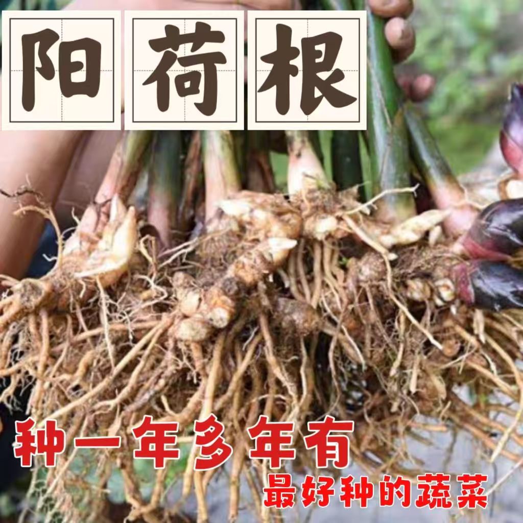 新鲜现挖阳荷姜种根苗易活盆栽