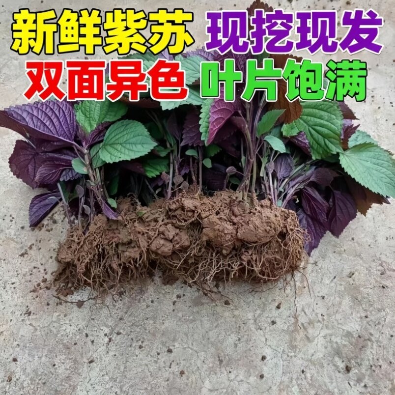 广西双面紫苏苗耐寒耐热可食用带根带土老品种阳台室内外种植