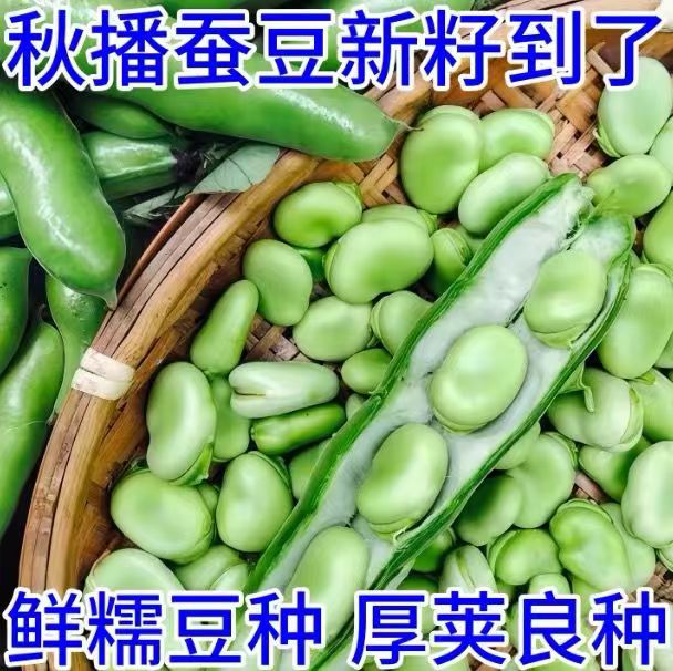 蚕豆种籽高产耐寒早熟绿心青皮大粒七星罗汉豆春秋冬季播种蔬菜大