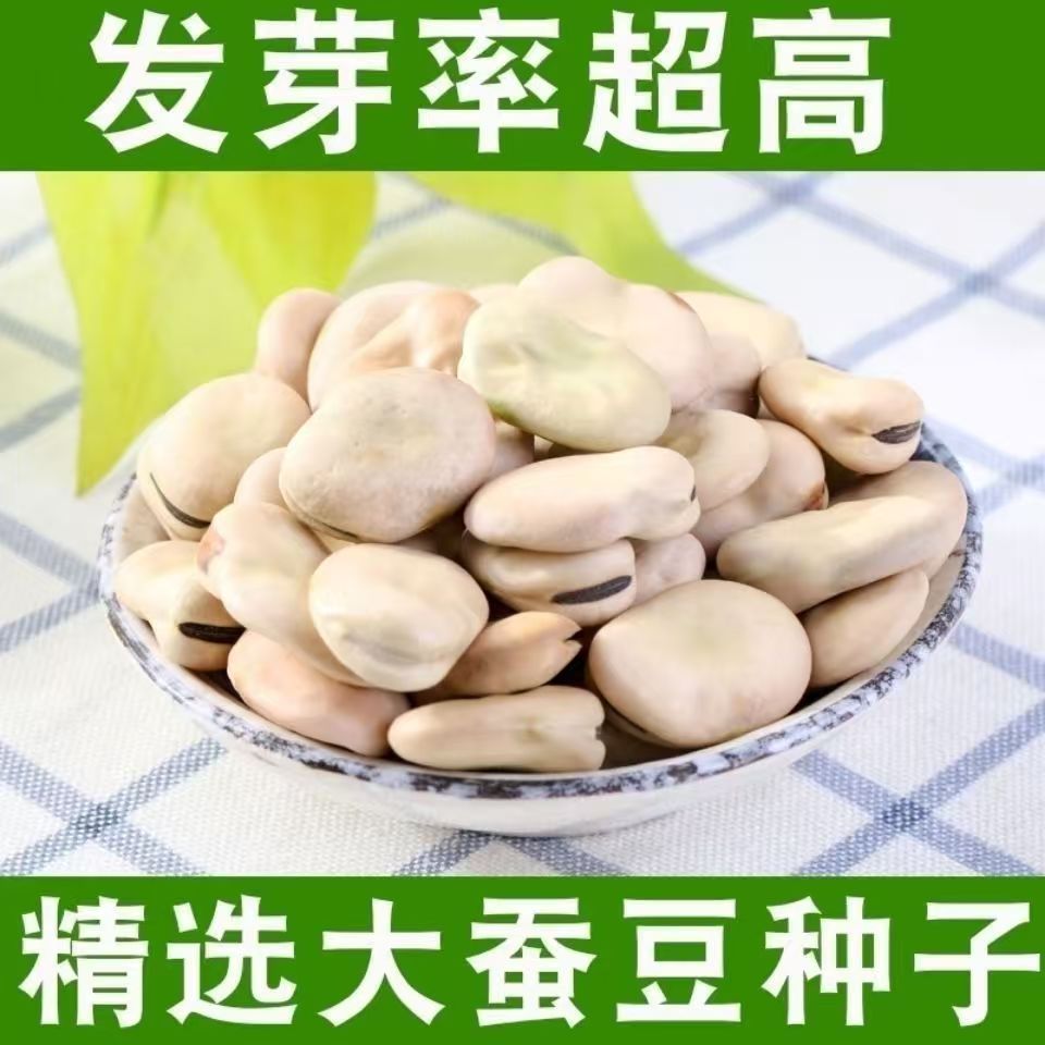 大粒精选干蚕豆新货生蚕豆种子农家新鲜老胡豆馋豆罗汉豆干货白皮