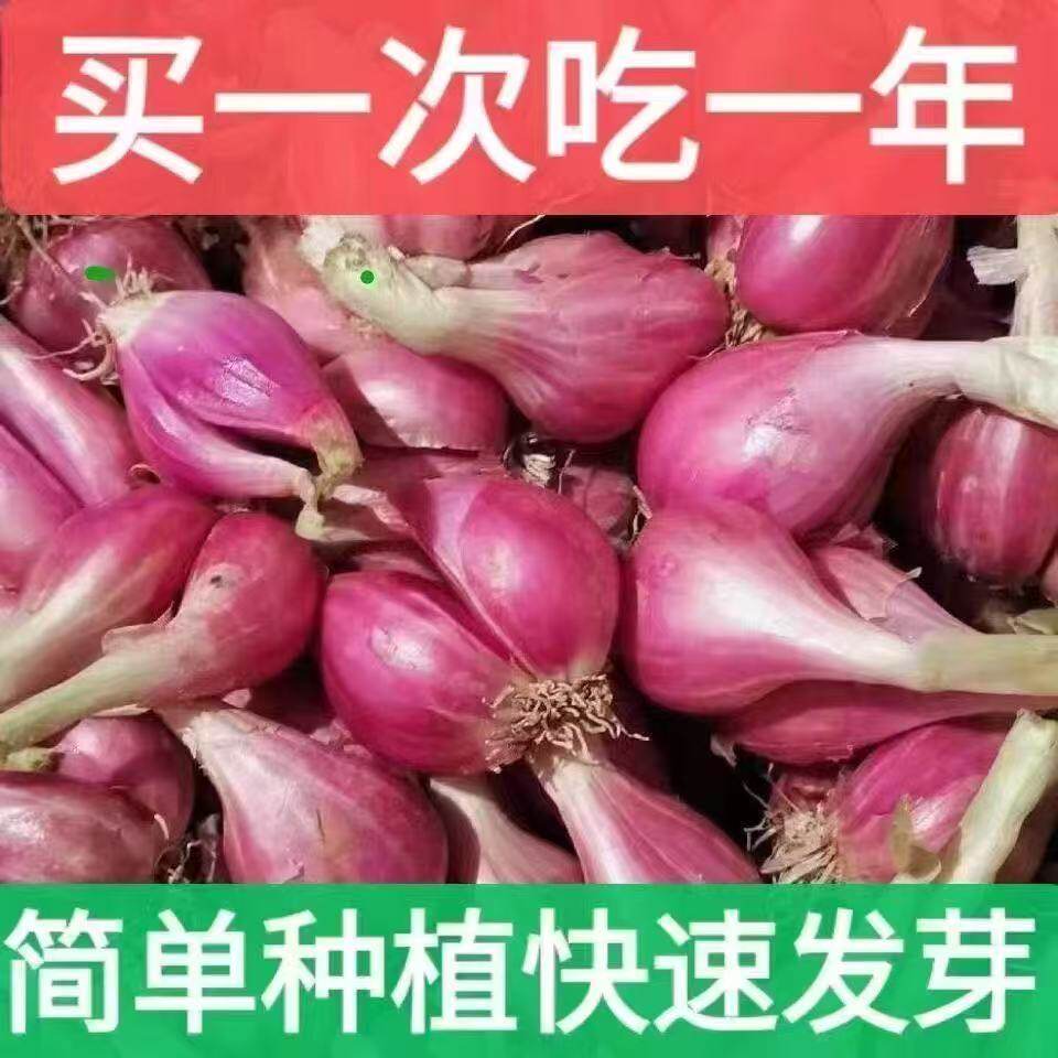 广东阳台小葱干葱头种籽优选火葱红头葱苗四季小香葱种新鲜