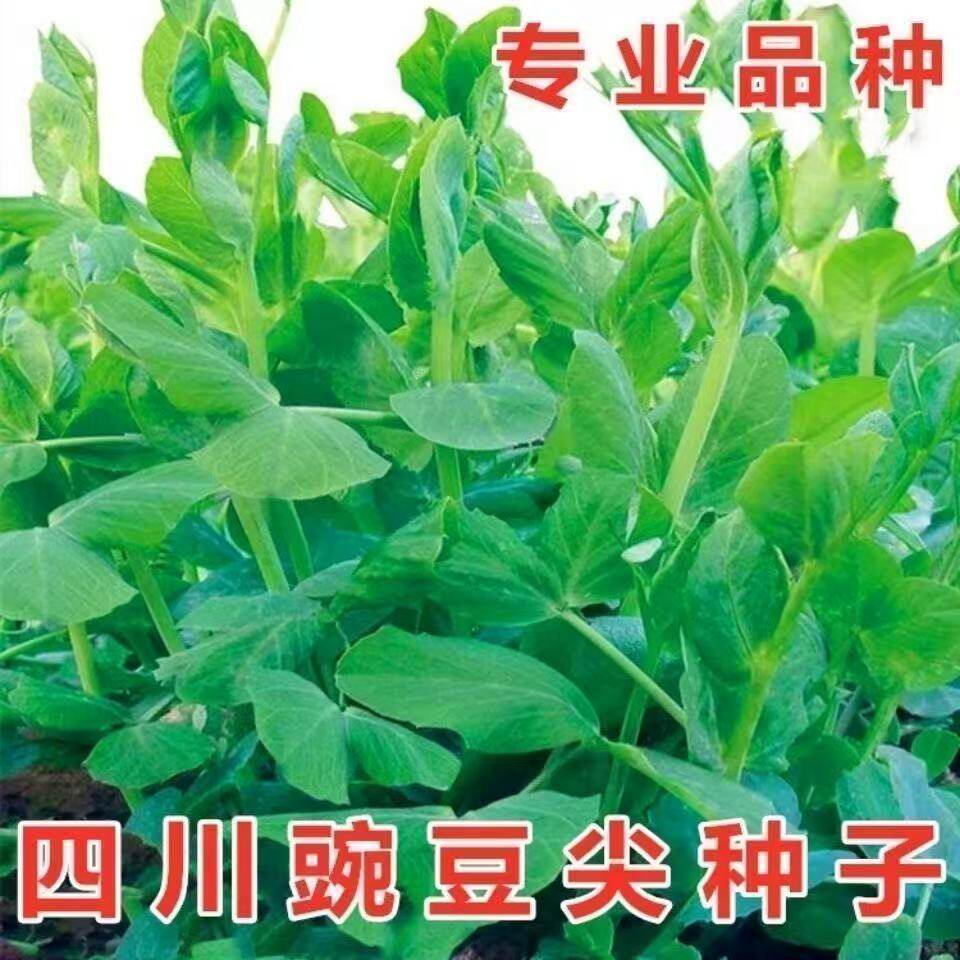 豌豆苗种子秋冬季蔬菜种子豌豆尖四季易种阳台盆栽芽苗菜