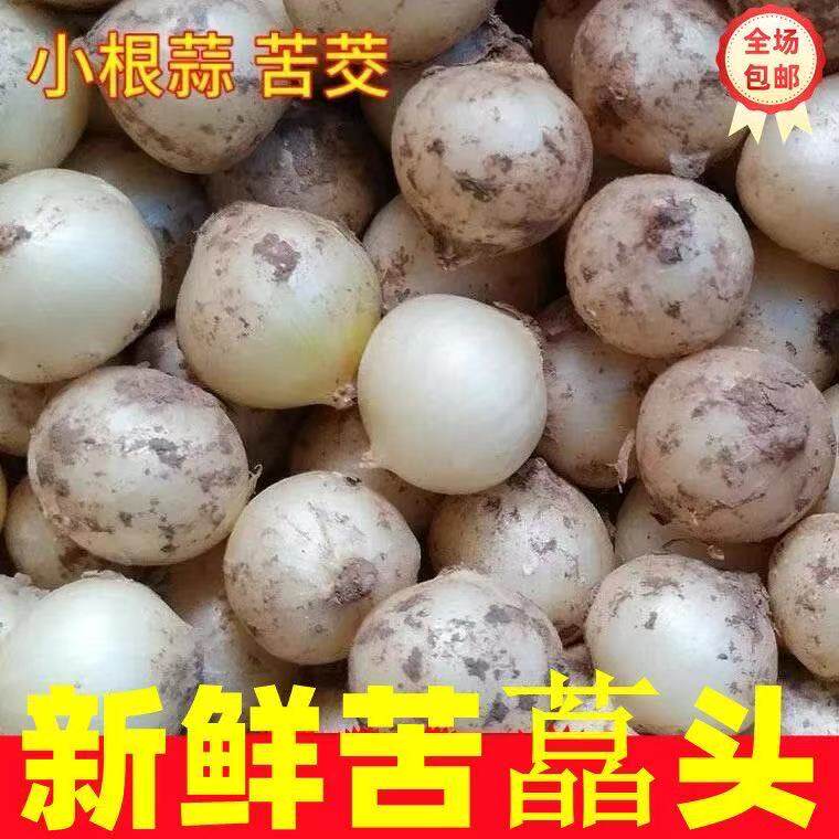 品质野生苦藠新鲜四川苦藠头小蒜头团葱野葱头薤白苦叫五百