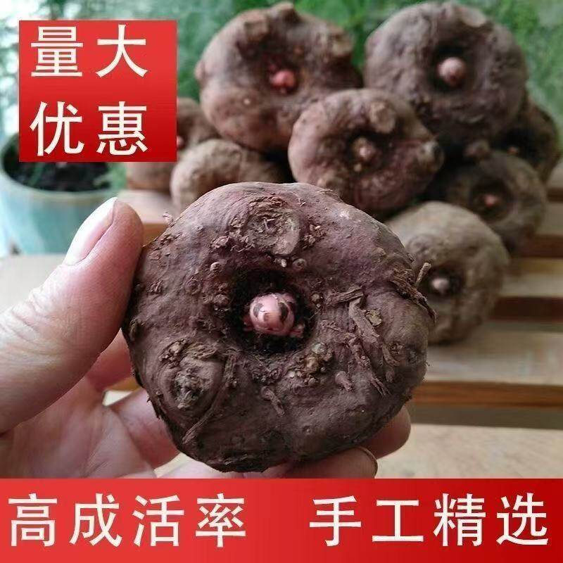 云南基地一代花魔芋种可直接种植脱水消毒高产黑杆魔芋种苗