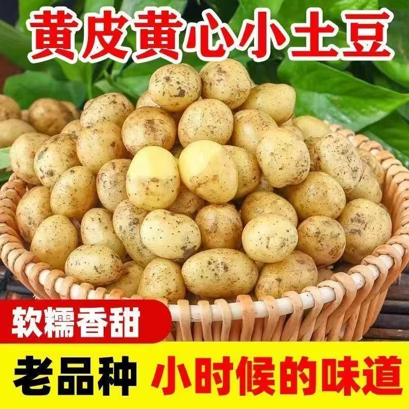 贵州毕节农家自种黄心小土豆威宁本地马铃薯高山土豆新鲜现挖洋芋