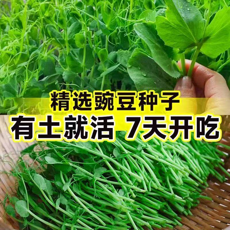 专吃叶新品可连续多次采收秋冬无须豌豆尖种子豌豆苗种籽