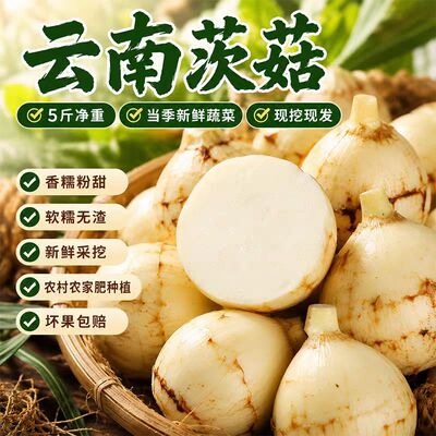 云南现挖粉糯白茨菇马蹄