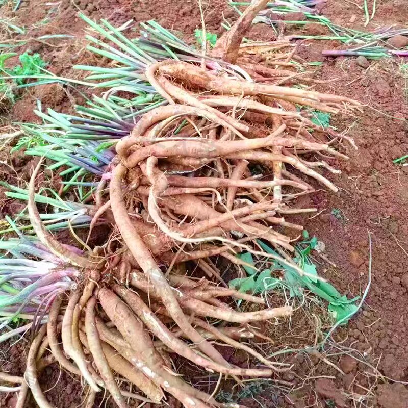 新鲜甜当归云南野生西归现挖鲜活生炖鸡煲汤药膳无硫整根散装火锅