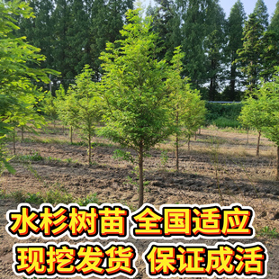 水杉苗水杉树苗 云杉池杉小苗 落羽杉中山杉树苗 庭院绿化景观树