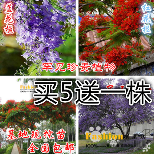 蓝花楹树苗 珍贵树苗 珍稀名贵树苗 凤凰木 红花楹树庭院树苗