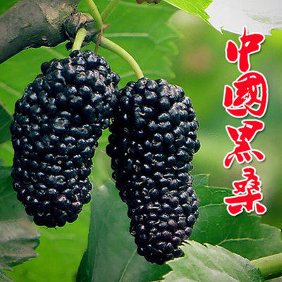 桑葚苗嫁接桑树果树苗四季种植南方北方当年结果地栽果树苗桑葚树