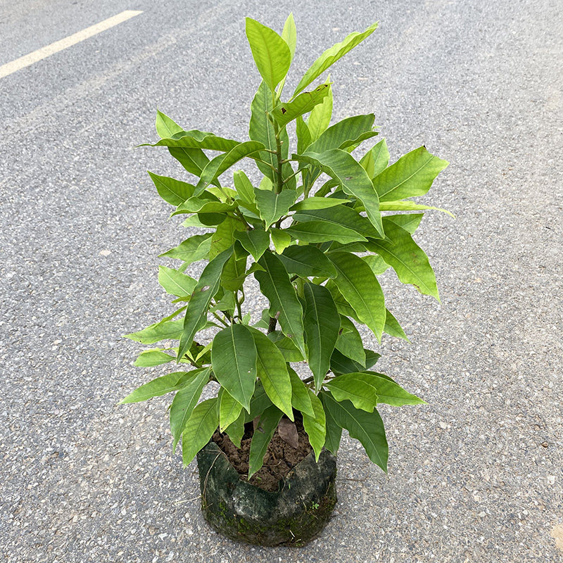 浓香花卉阳台白兰花树苗盆栽黄角兰室内盆栽四季开植物白色玉兰花