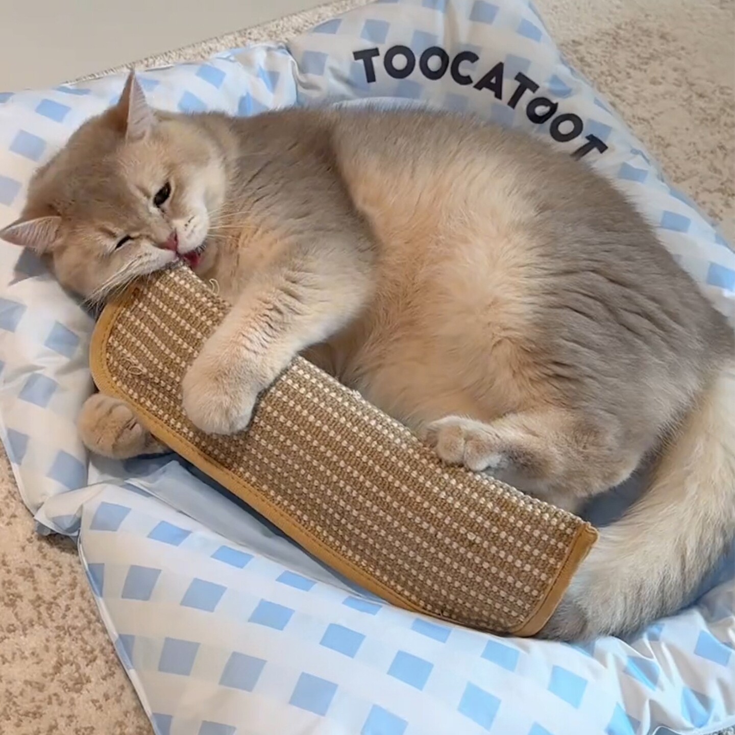 猫玩具逗猫棒小猫薄荷抱枕自嗨用