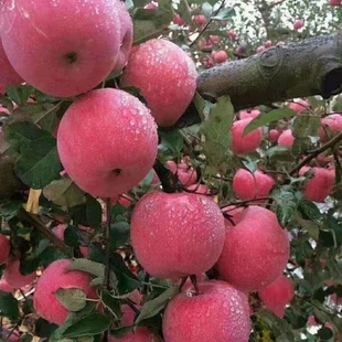 5斤苹果 新鲜脆甜烟台栖霞水果红富士当季 平果整箱