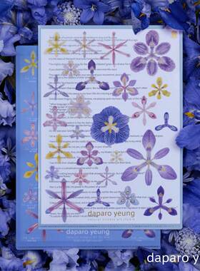 daparo yeung达普罗鸢尾文创单层文件夹花朵清新文具闺蜜节日礼物
