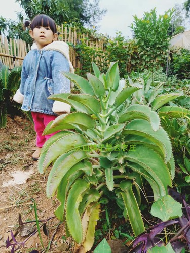 野生多肉蕾丝公主宽叶不死鸟大叶落地生根防辐射新奇多肉植物盆栽