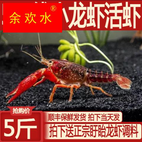 567钱5斤小龙虾鲜活活虾特大新鲜大虾盱眙清水龙虾稻田虾生鲜水产