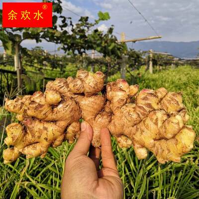 【小黄姜】云南生姜新鲜老姜母姜小黄姜姜块洋姜食用生姜