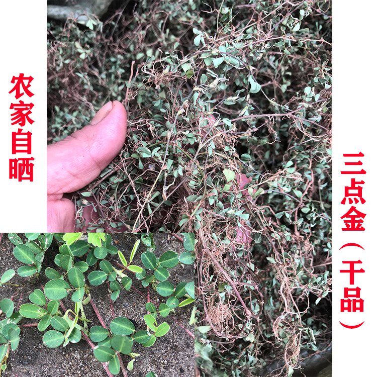 小叶三点金 斑鸠窝 辫子草碎米柴爬地香哮灵草小叶山绿豆中药材