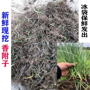 现摘新鲜香附 香附 香附子炒香附中药材 香附草纯根中草药