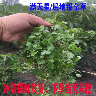 现摘新鲜遍地农家天胡荽