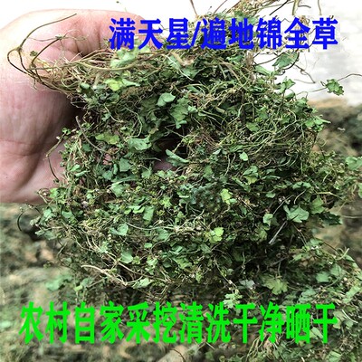 新晒天胡荽 遍地锦 满天星 钱币草 小叶钱凿菜 干货中药材中草药