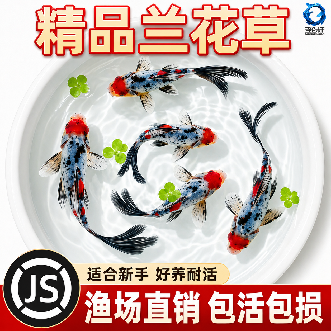 兰花草金鱼冷水鱼鱼缸易存活观赏鱼淡水鱼自来水可养纯种鱼苗