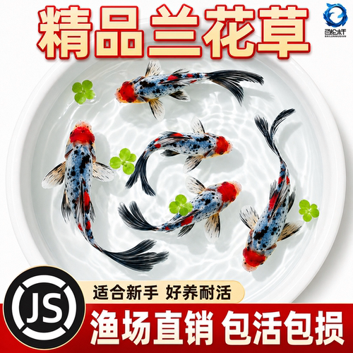 纯种兰花草金鱼冷水鱼观赏鱼鱼缸易存活小鱼苗淡水鱼自来水可养