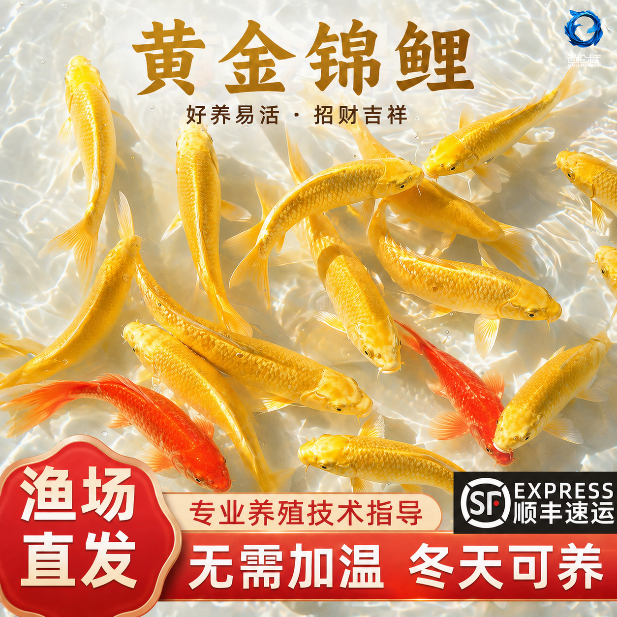 黄金锦鲤活鱼红草金鱼活鱼好养耐活冷水鱼鱼苗活体淡水鱼观赏鱼