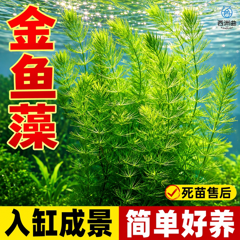 金鱼藻水草淡水浮萍蜈蚣草绿菊池塘制氧净化水质水族鱼缸好养易活