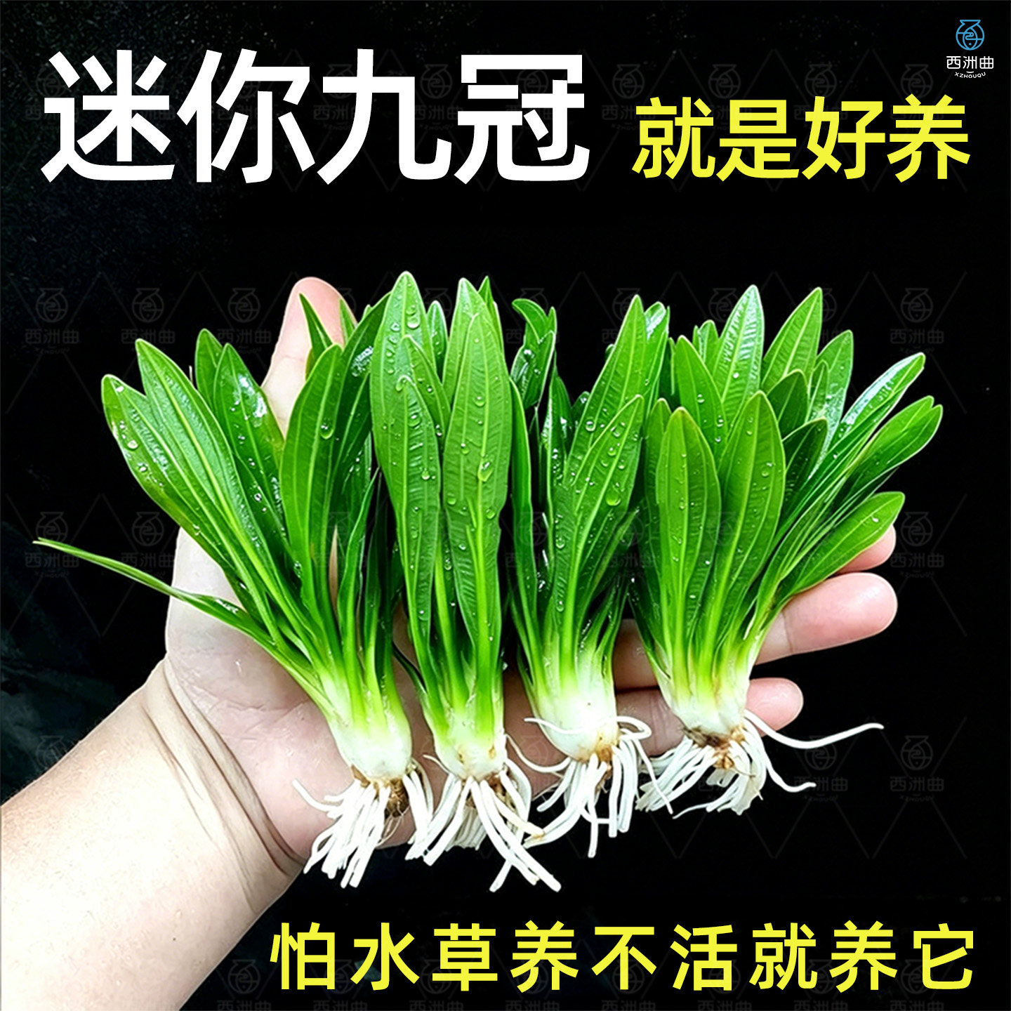 大叶九冠水草植物鱼缸造景阴性水培植物净化水质迷你绿九冠水草