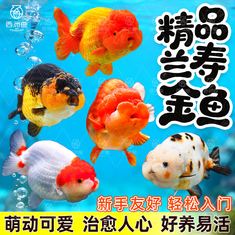 兰寿金鱼鱼苗观赏鱼淡水鱼耐活新手好养活鱼小型冷水鱼渔场直发