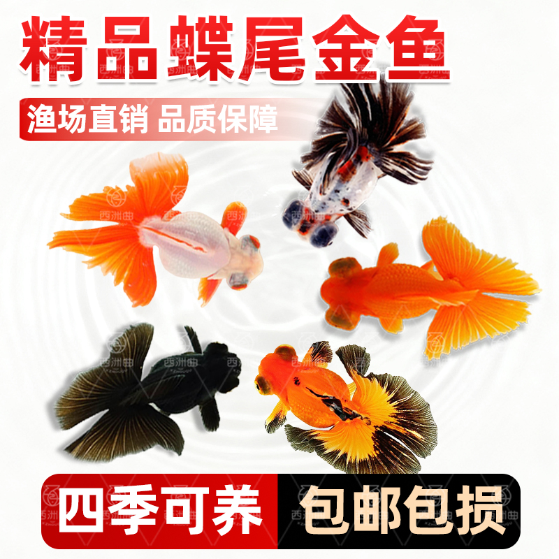 精品蝶尾金鱼观赏鱼鱼缸易存活淡水鱼纯种鱼苗小型冷水鱼耐活蝶尾