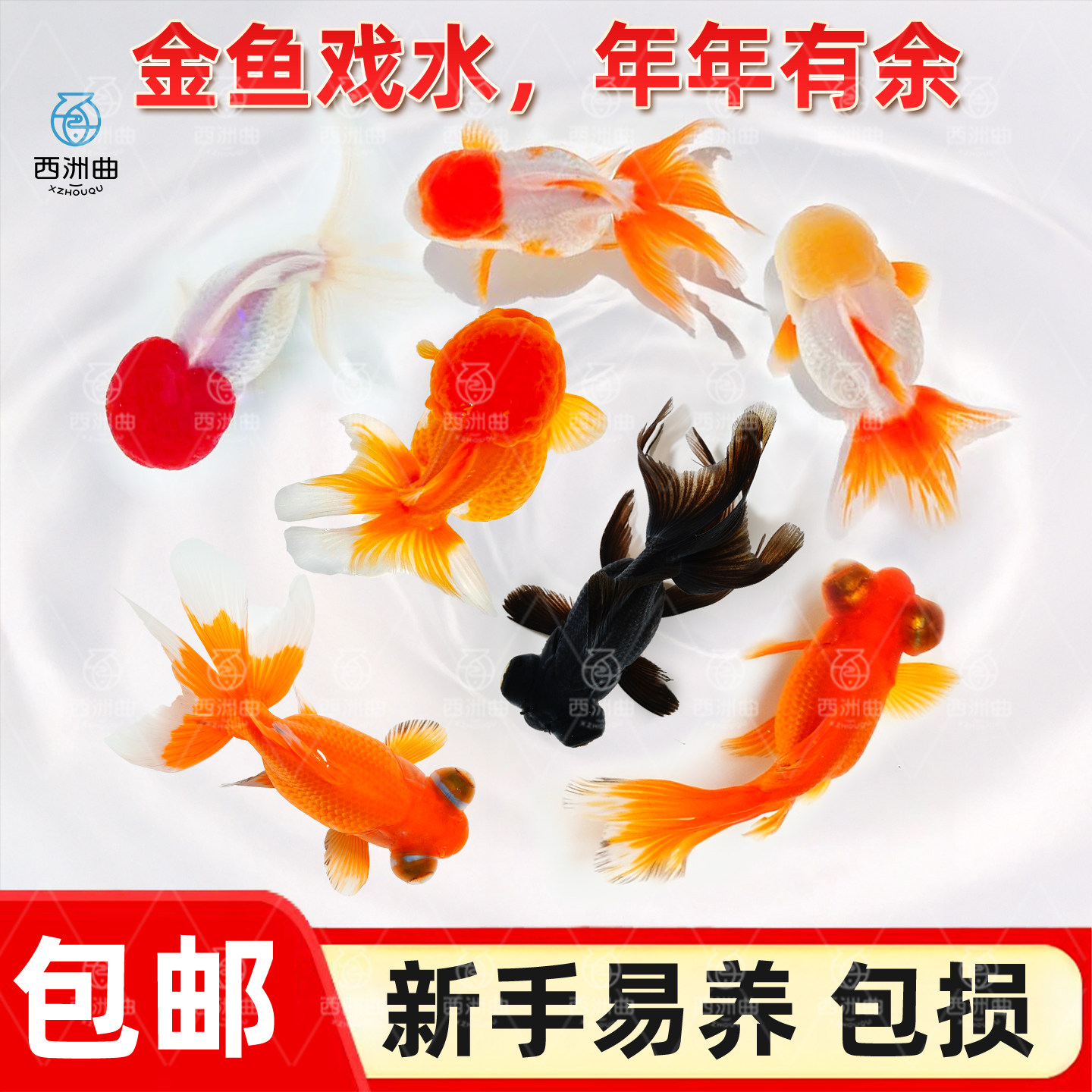 金鱼观赏鱼鱼缸耐活鱼不打氧易存活淡水鱼冷水鱼兰寿金鱼纯种鱼苗