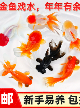 金鱼观赏鱼鱼缸耐活鱼不打氧易存活淡水鱼冷水鱼兰寿金鱼纯种鱼苗