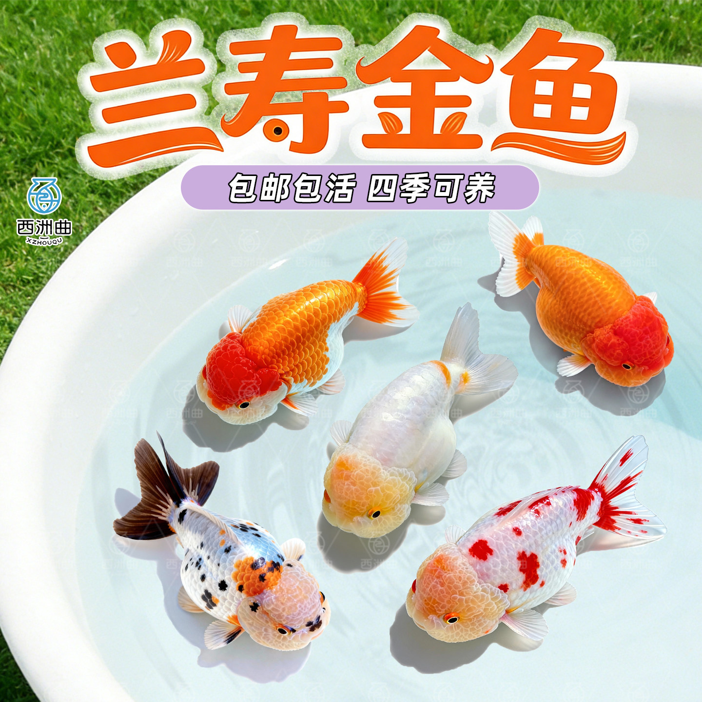 兰寿金鱼冷水鱼观赏鱼小红鱼苗活体观赏鱼泰狮金鱼好养易存活