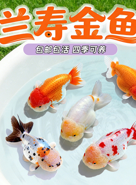 兰寿金鱼冷水鱼观赏鱼小红鱼苗活体观赏鱼泰狮金鱼好养易存活