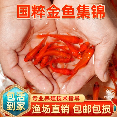 草金鱼苗观赏冷水耐活好养淡红白