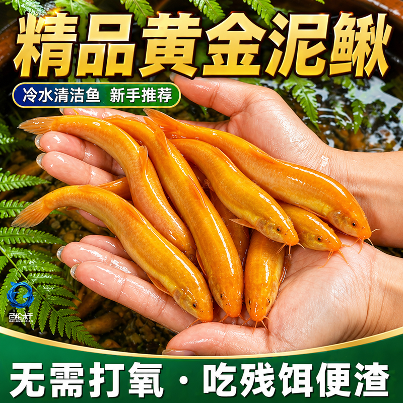 黄金泥鳅观赏鱼清道夫大号黄金鳅清洁工具鱼冷水淡水好养耐活鱼苗