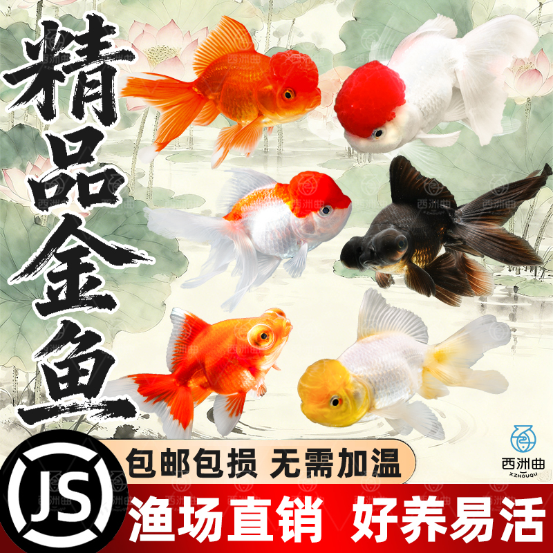 活体金鱼冷水鱼淡水鱼好养耐活鱼