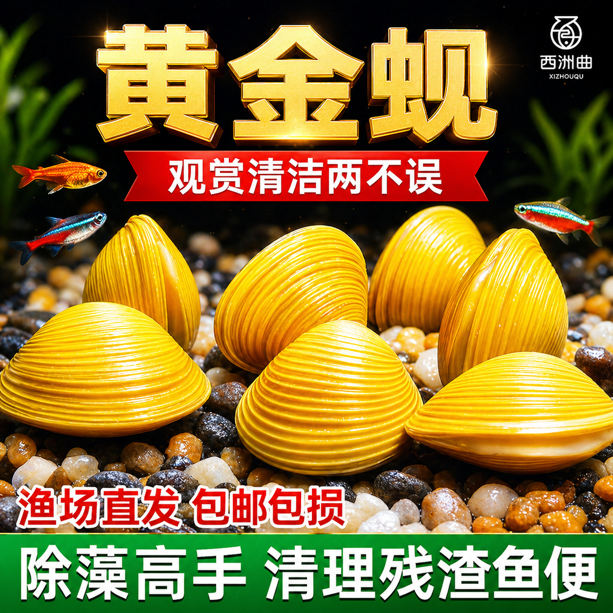 黄金蚬专吃鱼屎粪便净水河蚌冷水清道夫淡水观赏鱼清洁工具观赏螺