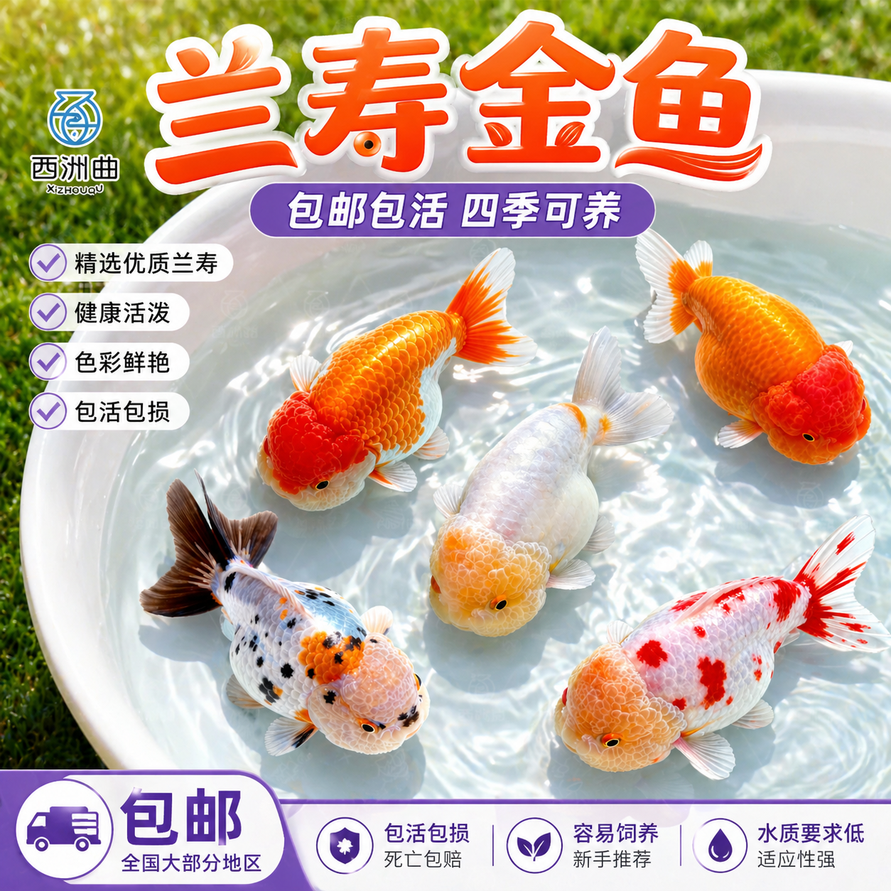 兰寿金鱼冷水鱼观赏鱼小红鱼苗活体观赏鱼泰狮金鱼好养易存活