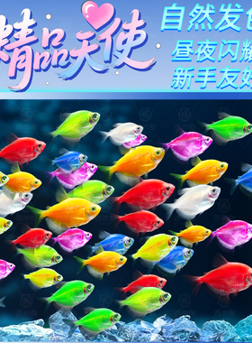 天使鱼观赏鱼耐活鱼热带鱼不打氧好养耐活自来水宠物纯种鱼苗
