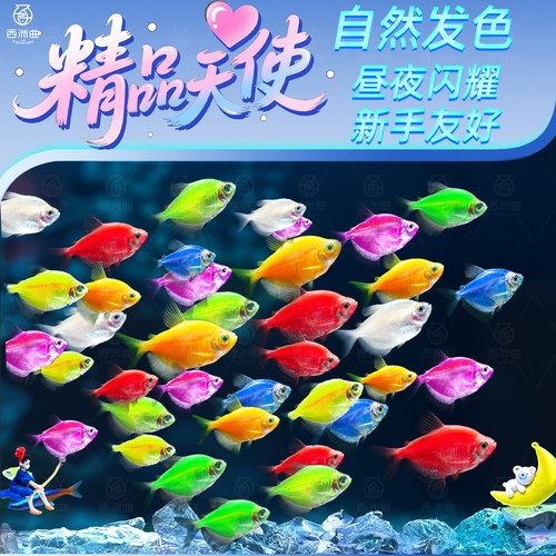 天使鱼小鱼活观赏鱼热带鱼