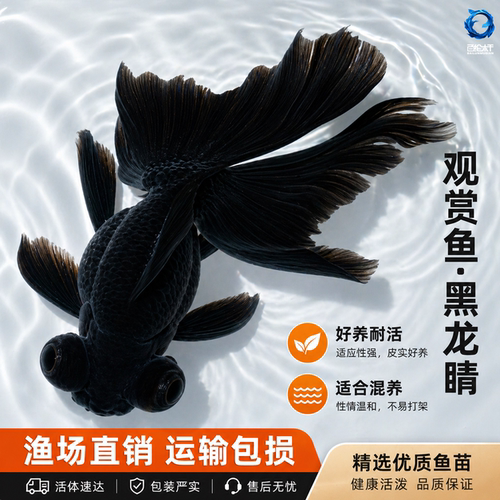黑龙晴金鱼蝶尾金鱼鸿运当头大眼鱼黑金鱼好养耐活小型冷水观赏鱼