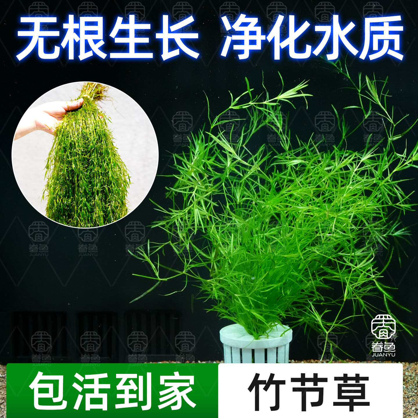 新手入门竹节草耐活淡水草缸鱼缸好养耐活易爆缸净化水质观赏水草,宠物/宠物食品及用品,鱼,淘宝优惠券,粉丝福利购,淘宝优惠卷