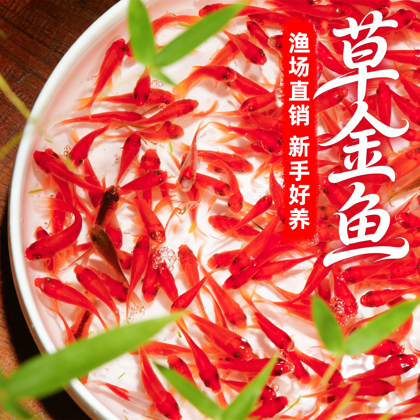 红草金鱼好养耐活长尾大红草观赏鱼小红鱼锦鲤活体冷水鱼淡水鱼